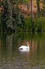 USA-Colorado-Windsor American white pelican swimming in pond Art Print